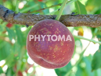 Xanthomonas arborícola pv. pruni